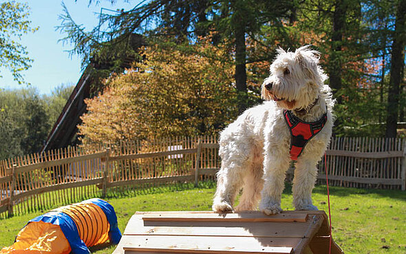 Der neue Hundespielplatz bietet Agility-Elemente für Hunde.