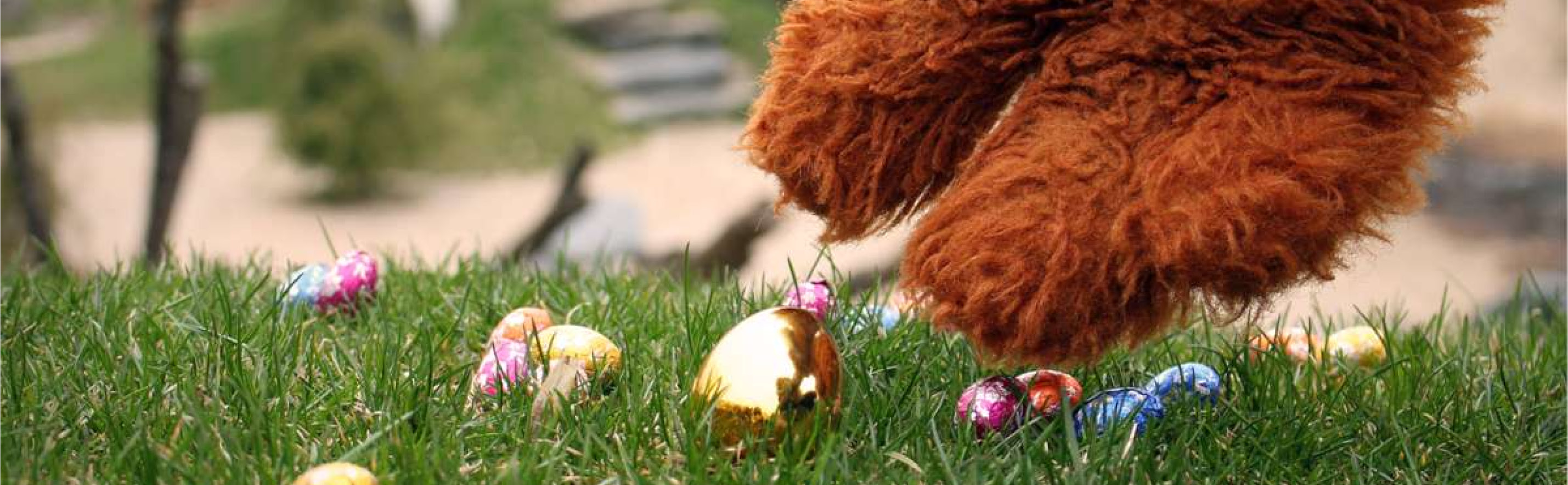Funny hebt mit seiner Hand die Ostereier von der grünen Wiese auf.